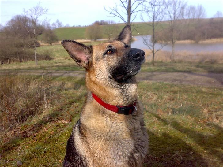 Schæferhund Maja <3 - Maja d.7marts 08 ( : nede omkring magrethe søen ( :  billede 11