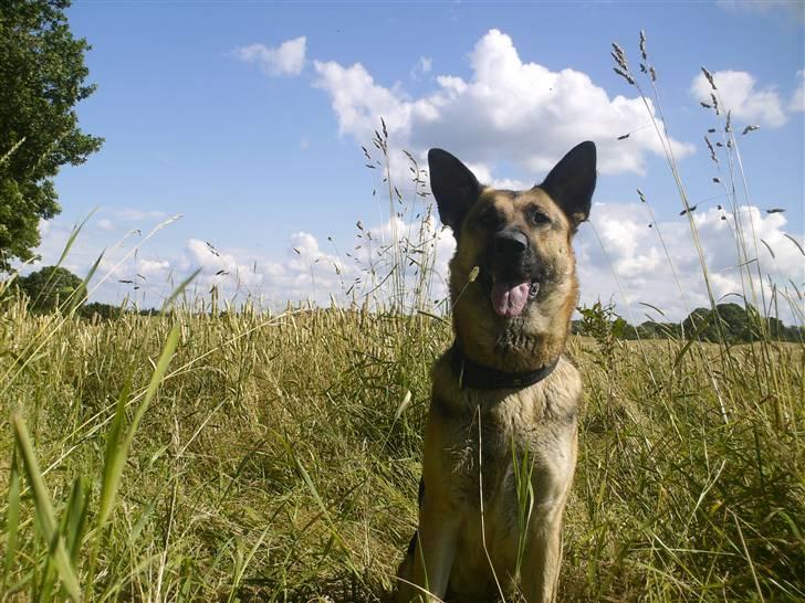 Schæferhund Maja <3 - Maja i marken xD hehe billede 12