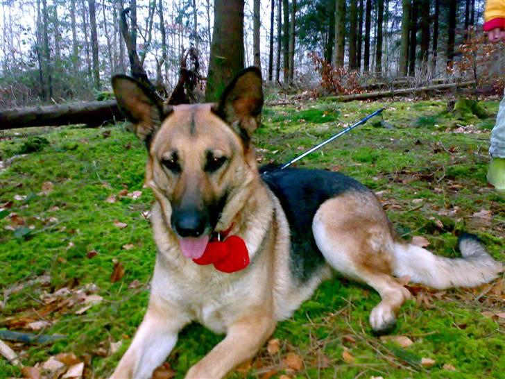 Schæferhund Maja <3 - ;Maja i skoven februar 08 . billede 13
