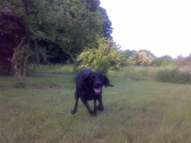 Labrador retriever Formel 1 - Bonnie  billede 8