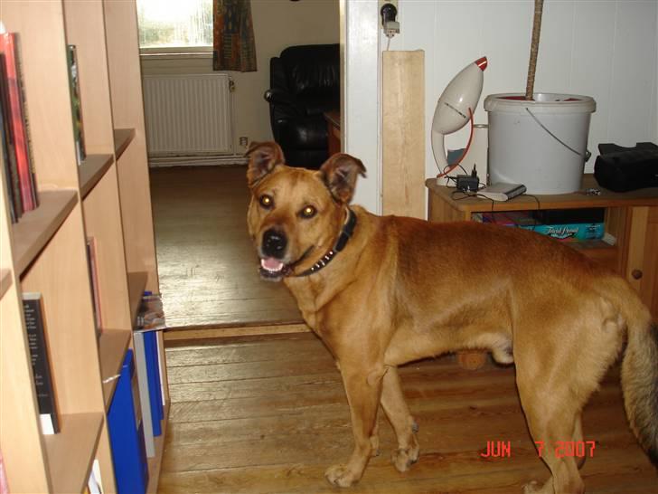 Blanding af racer rommel billede 12