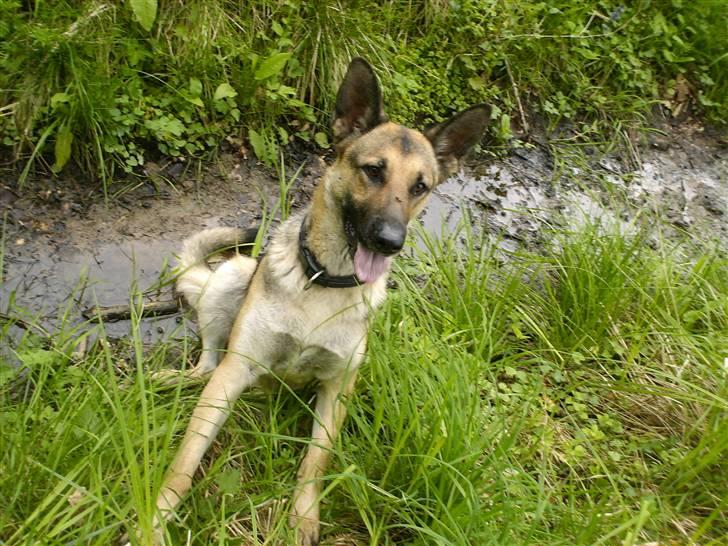 Schæferhund Maja <3 - maja, i skoven i en lille bæk (:  billede 14