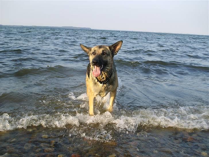 Schæferhund Maja <3 - ved stranden <3 billede 15