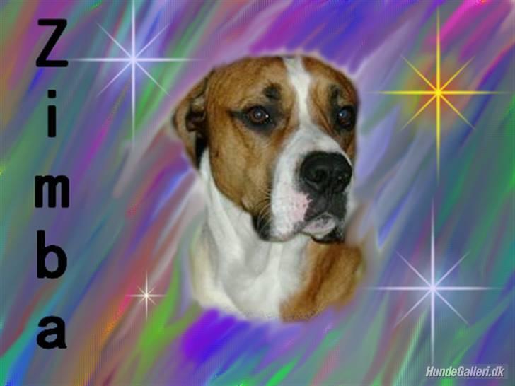 Blanding af racer Amerikansk -bulldog Zimba - fjolle hovede billede 12