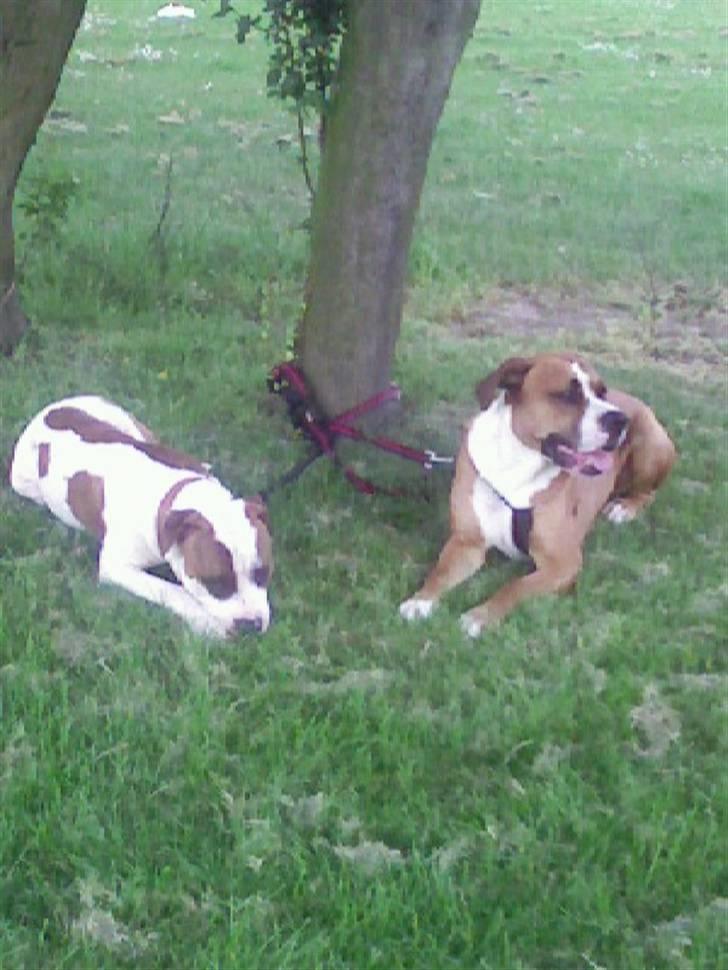 Blanding af racer Amerikansk -bulldog Zimba - frankie og zimba slapper af billede 13