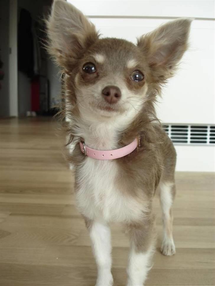 Chihuahua *~Pippi~* billede 8