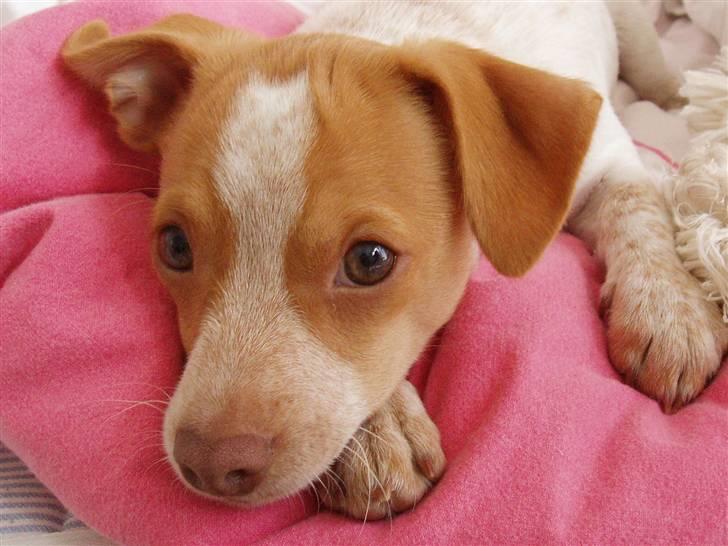 Blanding af racer *~Hercules~* billede 13