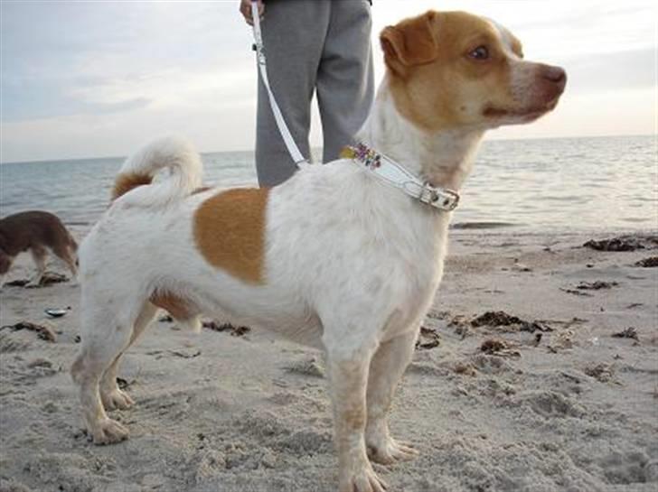 Blanding af racer *~Hercules~* billede 14