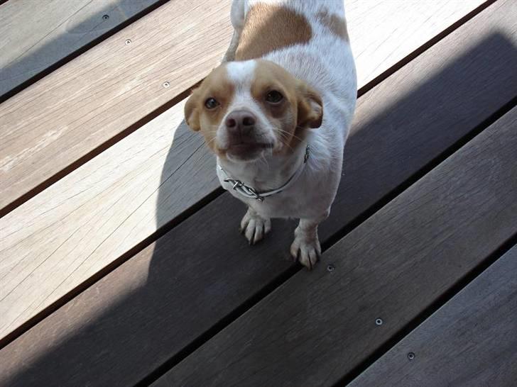 Blanding af racer *~Hercules~* billede 15