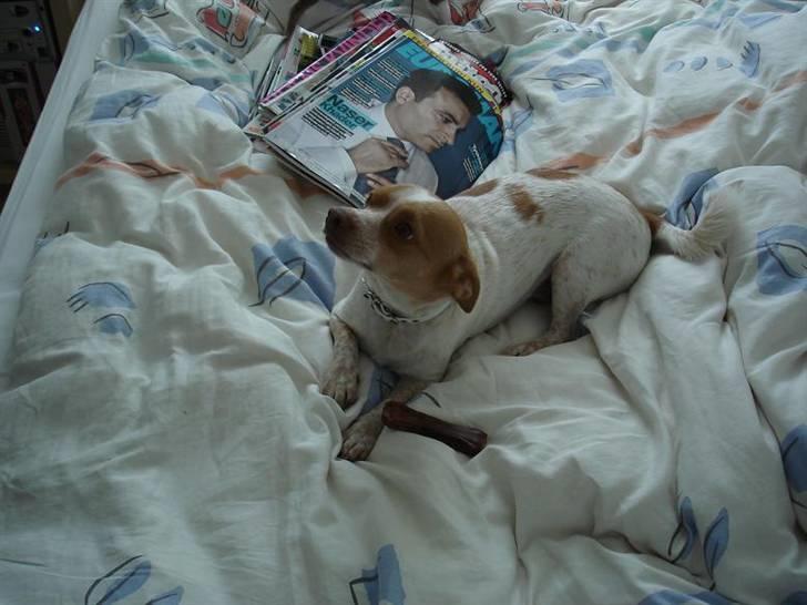 Blanding af racer *~Hercules~* billede 16