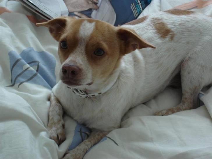 Blanding af racer *~Hercules~* billede 17