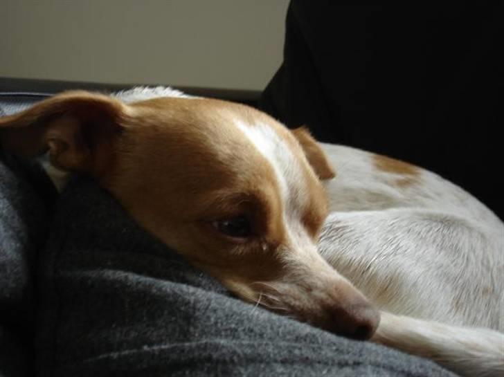 Blanding af racer *~Hercules~* billede 18