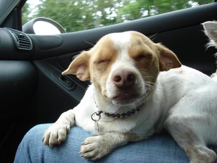 Blanding af racer *~Hercules~* billede 19