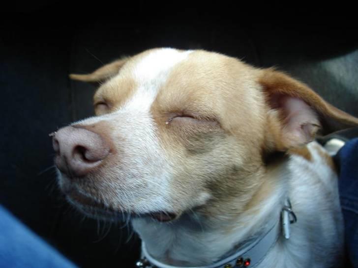 Blanding af racer *~Hercules~* billede 20