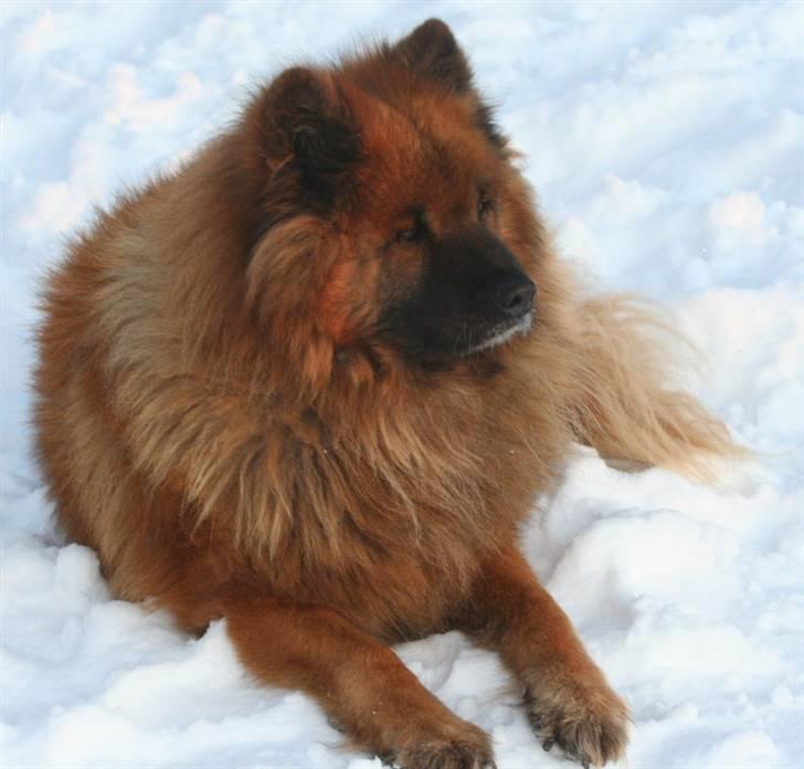 Eurasier Yasmo - 2009 13 ½ år gammel billede 1