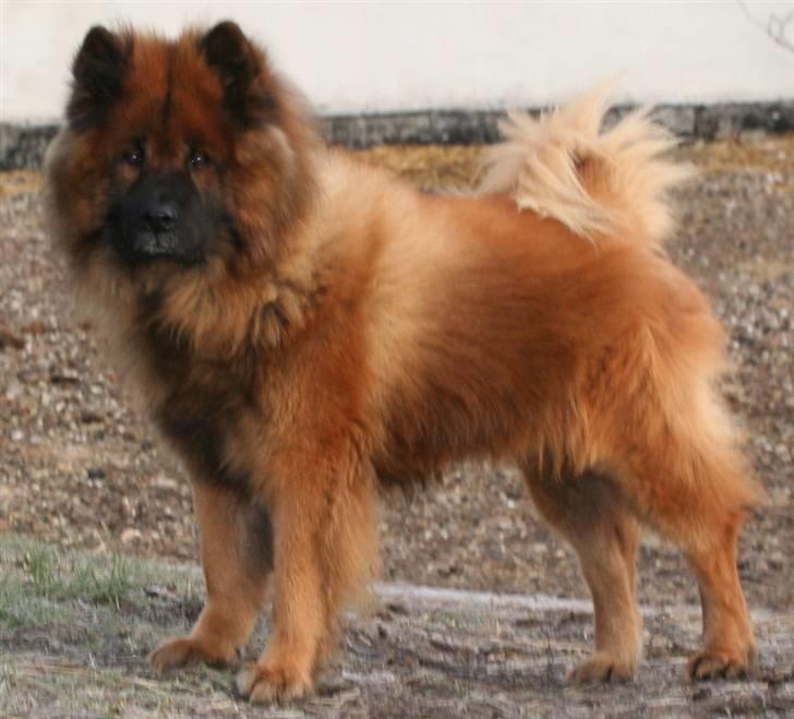 Eurasier Yasmo - 11 år billede 2