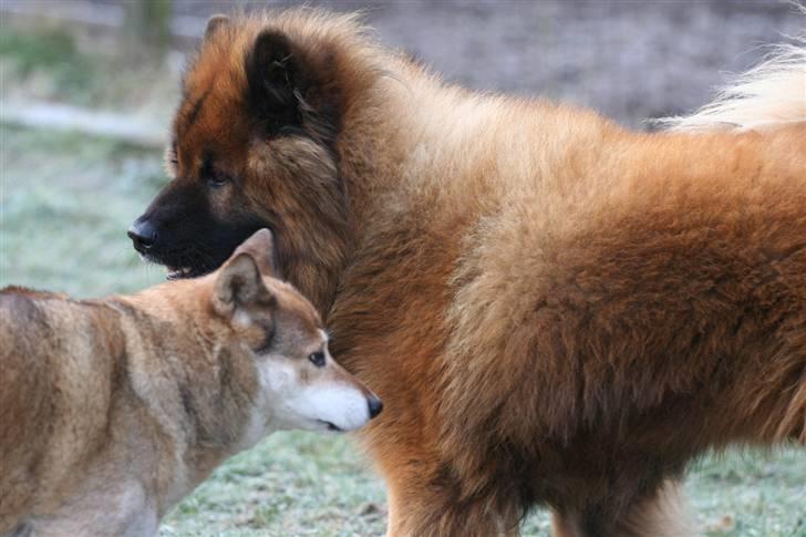 Eurasier Yasmo - Yasmo og Shiba billede 3