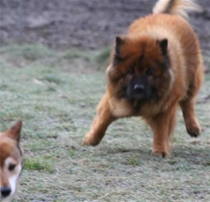 Eurasier Yasmo - I vild leg med Shiba billede 4