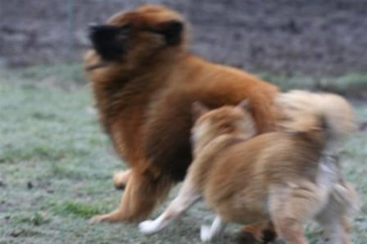 Eurasier Yasmo - I vild leg med Shiba billede 5