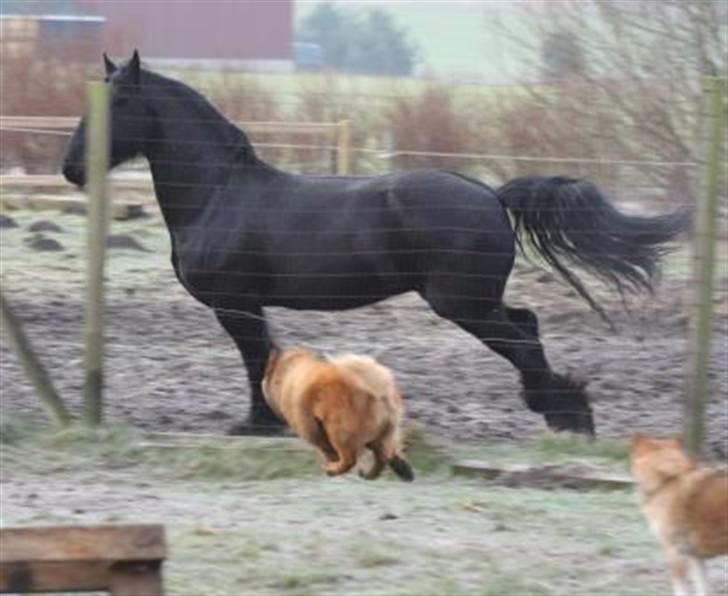 Eurasier Yasmo - Yasmo løber efter hestene - på den anden side af hegnet billede 6