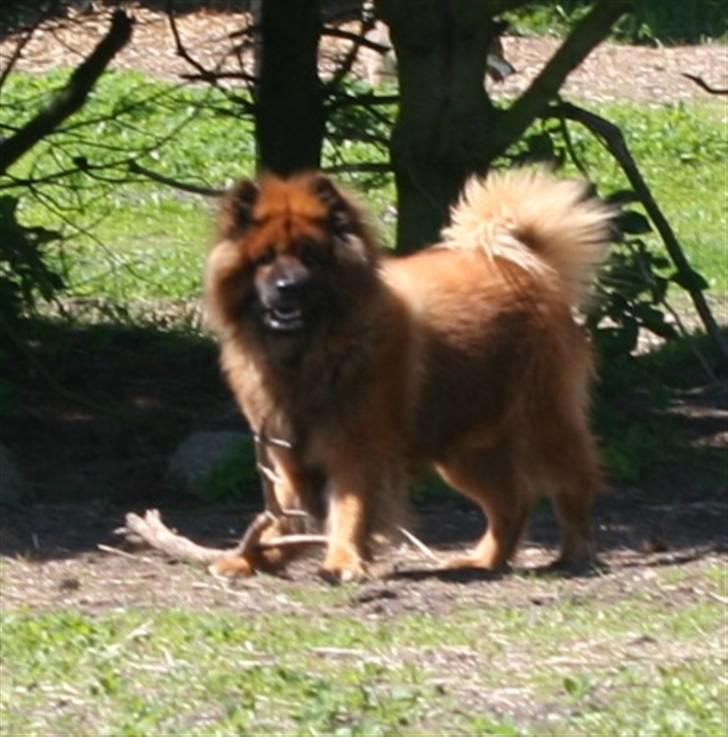 Eurasier Yasmo - På folden billede 7