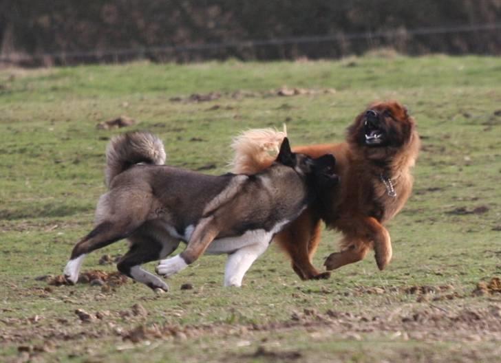 Eurasier Yasmo - Leger med Toya billede 8