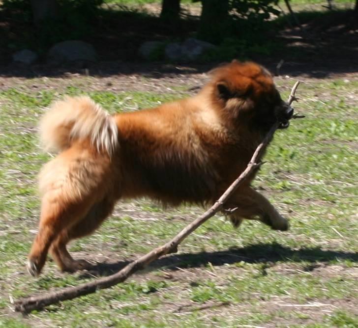 Eurasier Yasmo - Leger med STOR pind billede 9