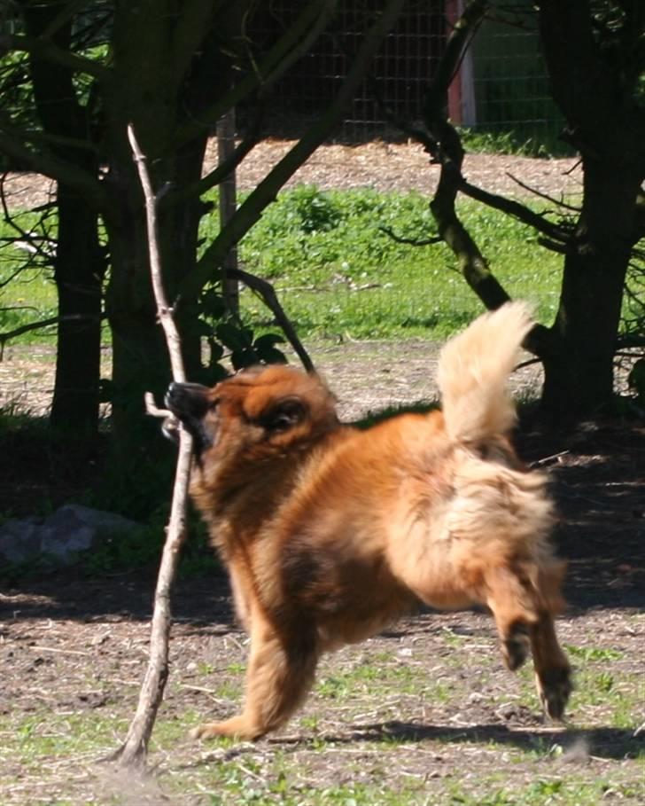 Eurasier Yasmo - Leger med STOR pind billede 10