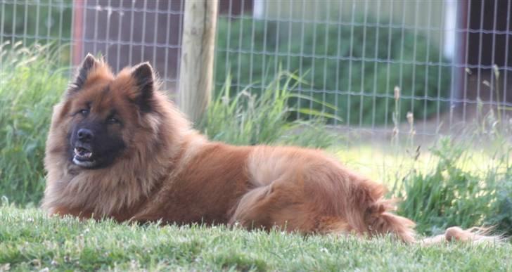 Eurasier Yasmo - 12 år billede 11