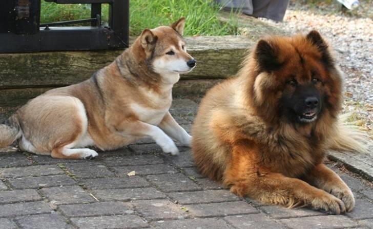 Eurasier Yasmo - Hygge med Shiba billede 12