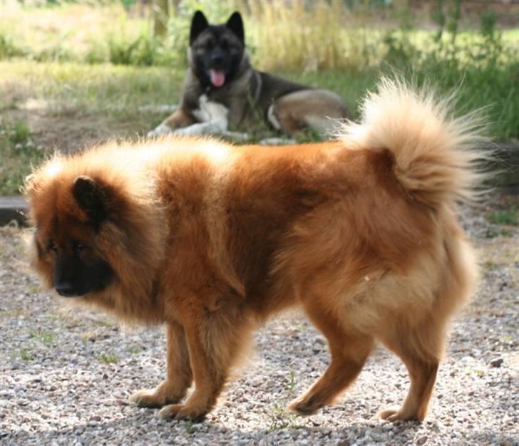 Eurasier Yasmo - Smukke Yasmo 12 år billede 13