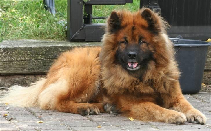 Eurasier Yasmo - Smukke Yasmo 10 år billede 14