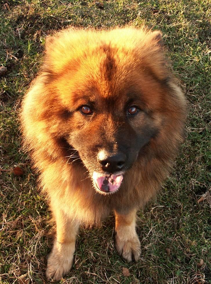 Eurasier Yasmo - Smilende Yasmo billede 15