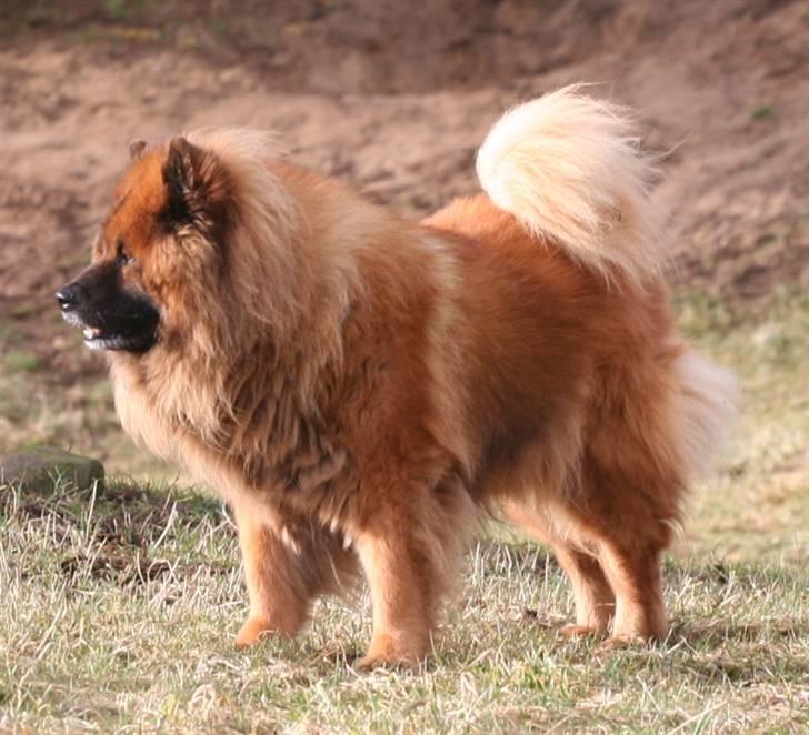 Eurasier Yasmo - Marts 09 - 12½ år billede 16