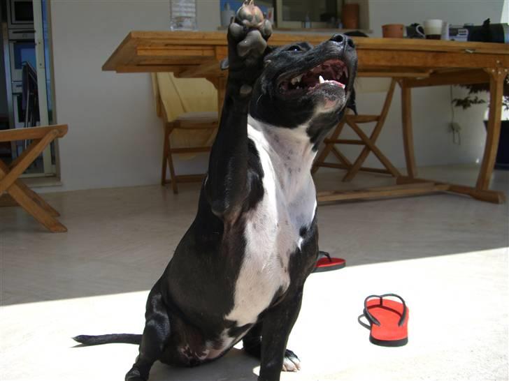 Staffordshire bull terrier Eya billede 15