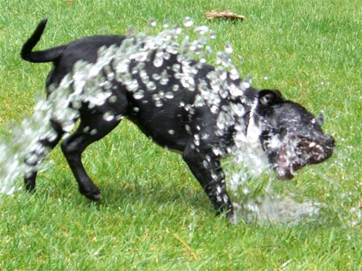 Staffordshire bull terrier Eya billede 16
