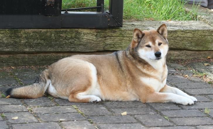 Shiba Shipsen - Shibsen i skyggen billede 1