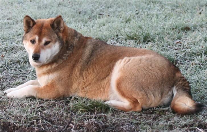 Shiba Shipsen - Vintermorgen billede 3