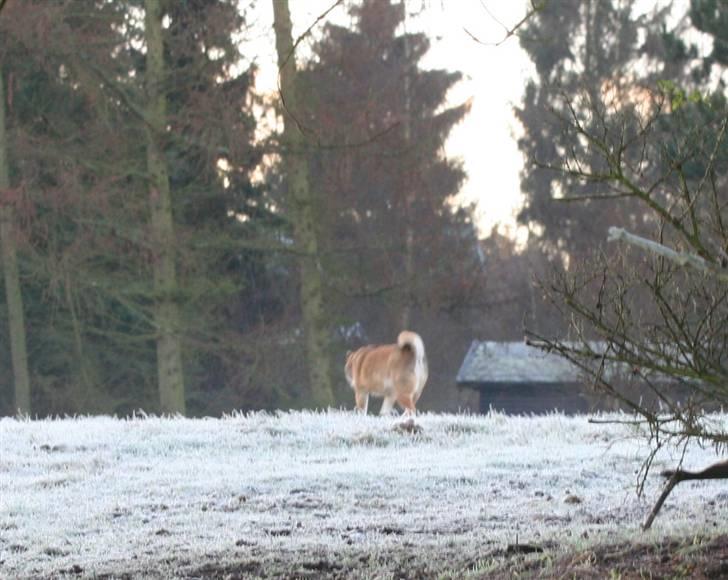 Shiba Shipsen - Ude og inspicere foldene billede 5