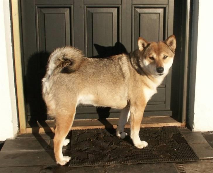 Shiba Shipsen - Skal vi gå ind nu mor? billede 6