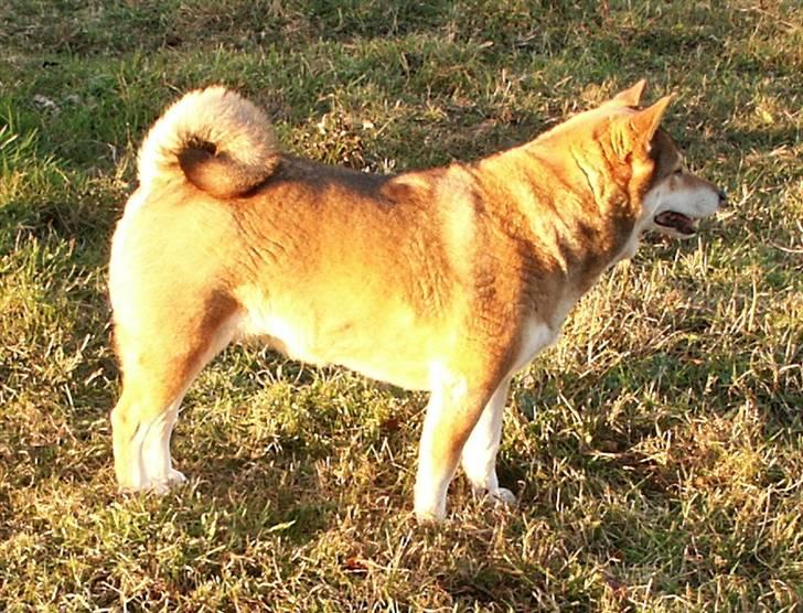 Shiba Shipsen - Aftensol billede 7