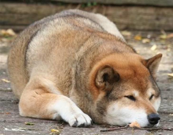 Shiba Shipsen - Doven i sommervarmen billede 8