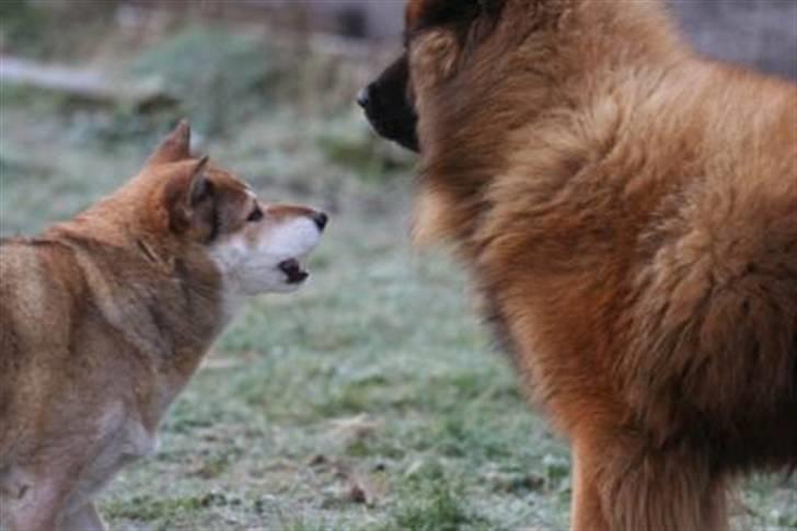 Shiba Shipsen - Grrrrr billede 10