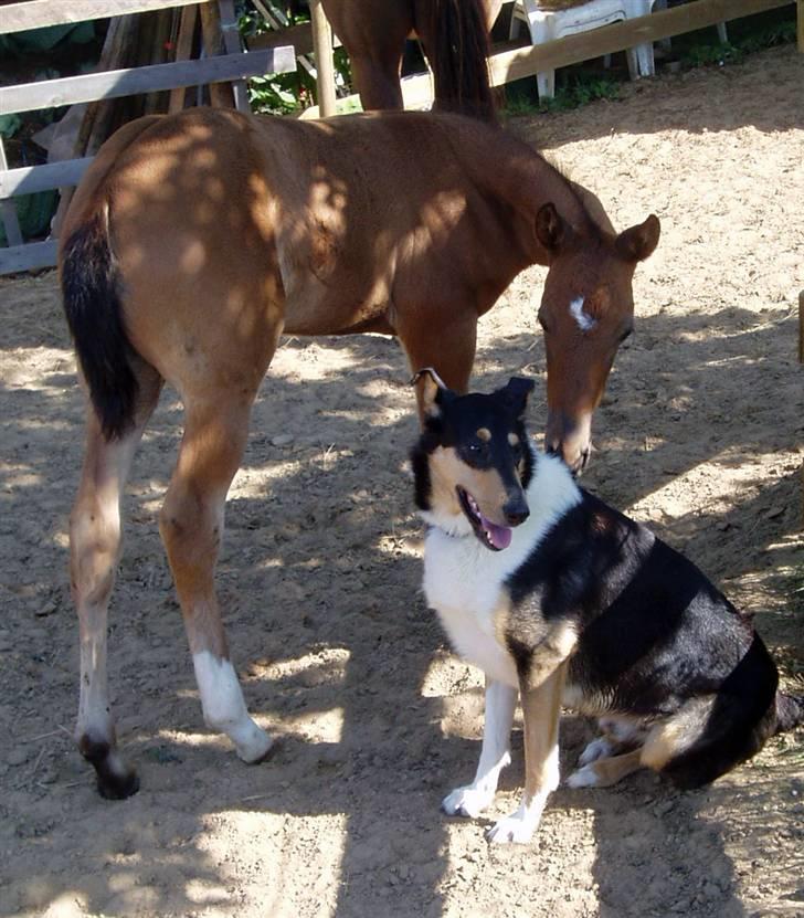 Collie korthåret Cody R.I.P. - Cody og Geya billede 7