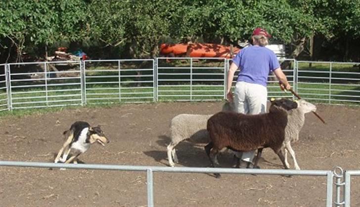 Collie korthåret Cody R.I.P. - Cody på hyrdekursus billede 8