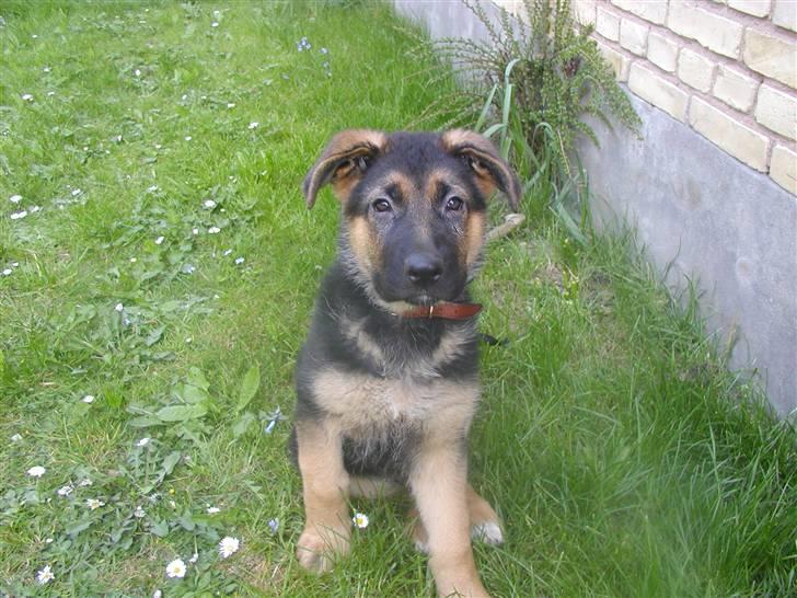 Schæferhund Rex (Enzo) - Rex ud på græsplænen....ser jeg ikke sød ud billede 1