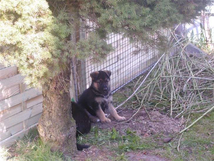 Schæferhund Rex (Enzo) - Er jeg ikke sød.....jeg er ca 8 uger her....det er hos min  opdrætter billede 2