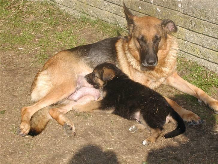 Schæferhund Rex (Enzo) - min mor Berthas Indie og mig..... i en hyggestund  billede 3