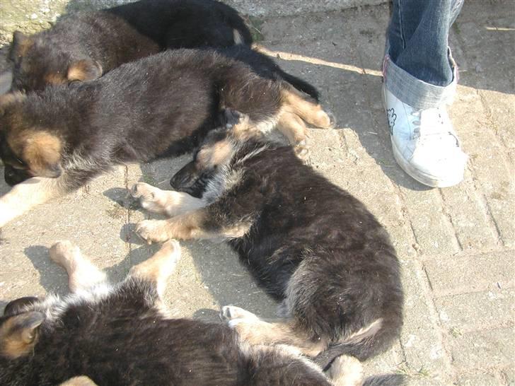 Schæferhund Rex (Enzo) - En afslappende stund med mine søskende billede 4