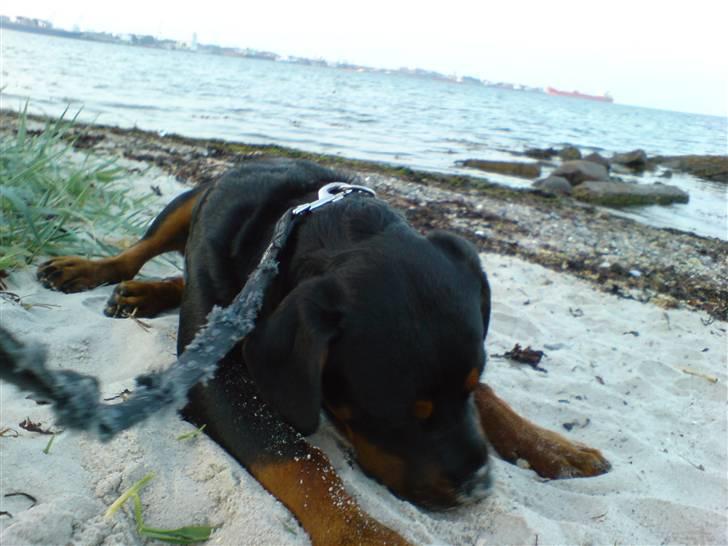 Rottweiler Bosley (Boss) billede 17